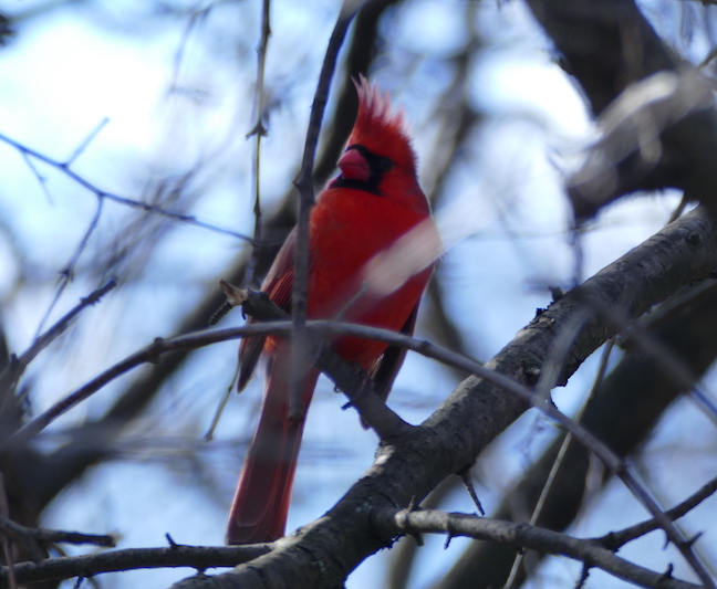 cardinal.jpg